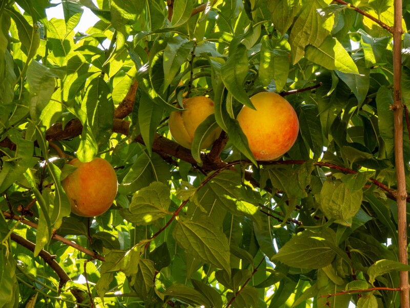 Prunus persica  2025-08-22 1-1