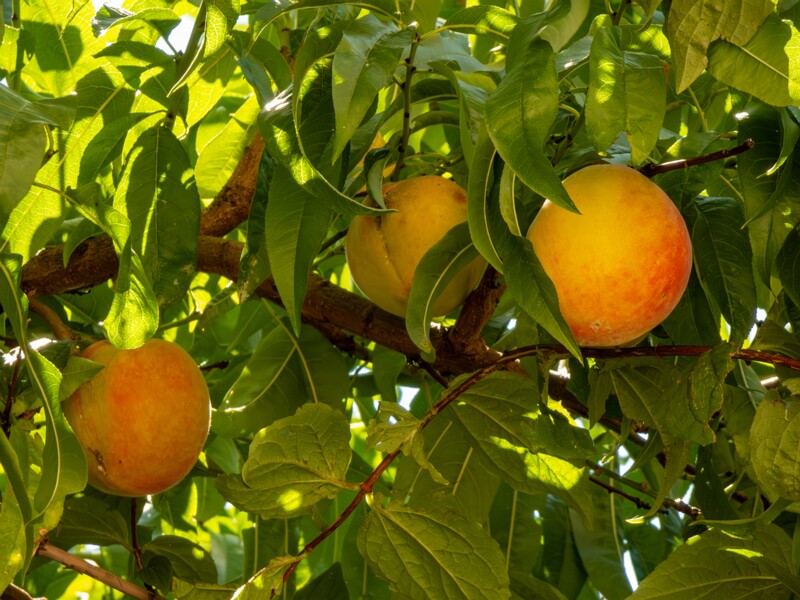 Prunus persica  2025-08-22 1-2