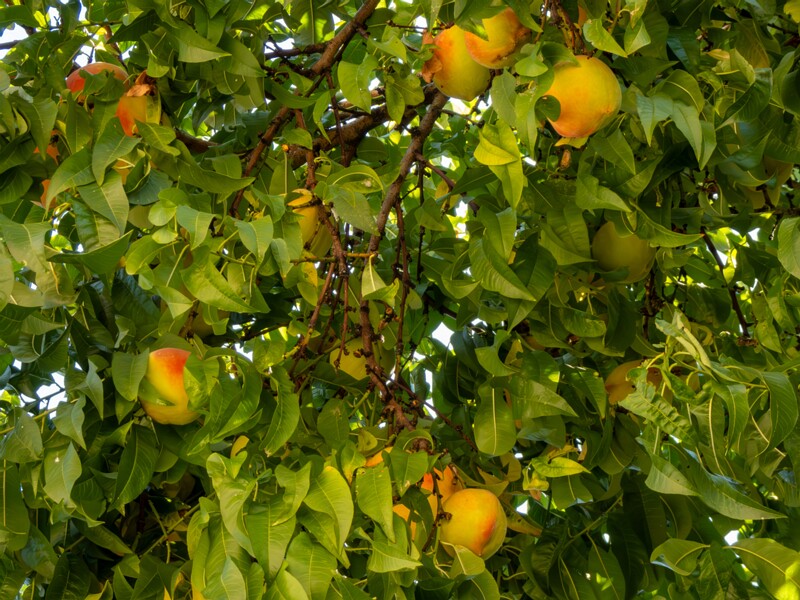 Prunus persica  2025-08-22 1-3
