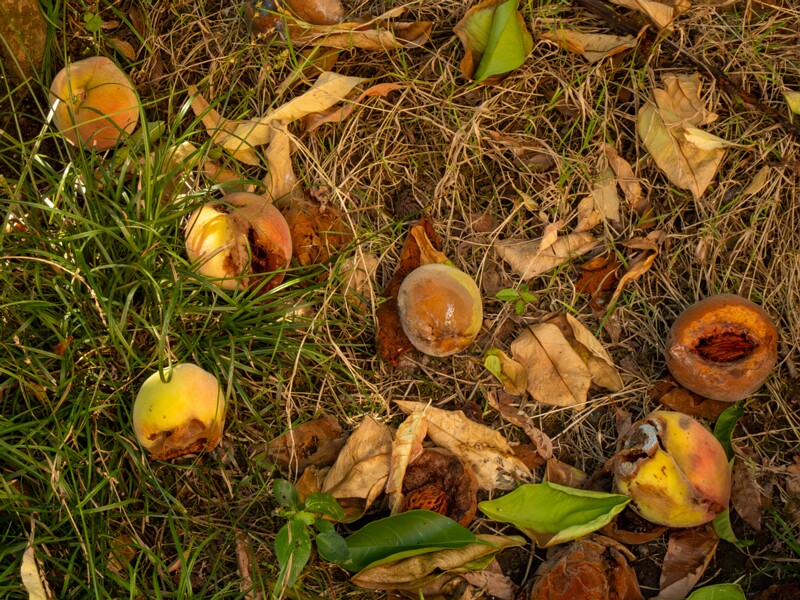 Prunus persica  2025-08-22 1-4