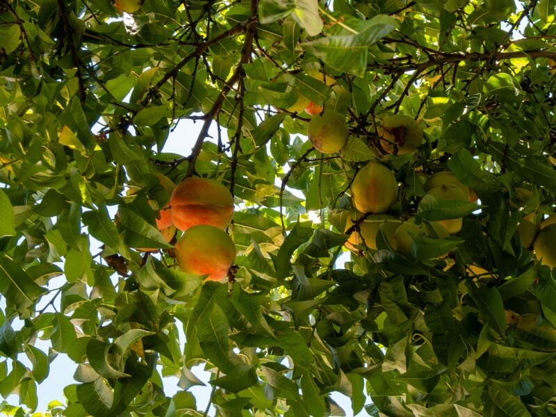 Prunus persica  2025-08-22 1-5