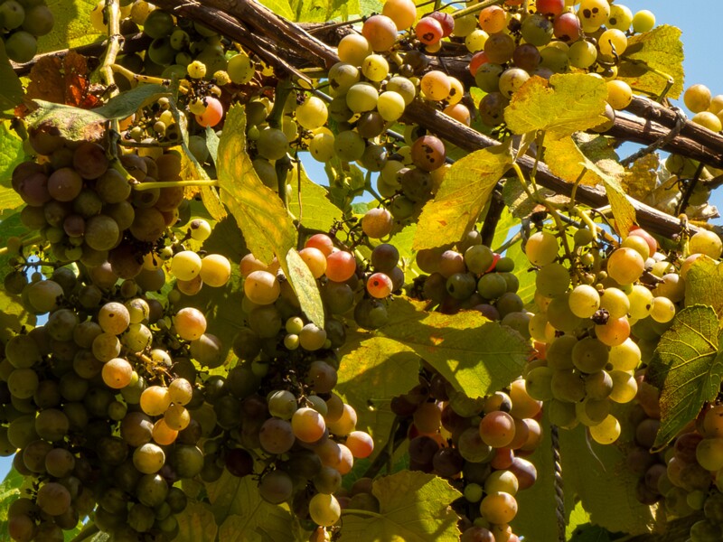 Vitis × labruscana  2025-08-20 1-1