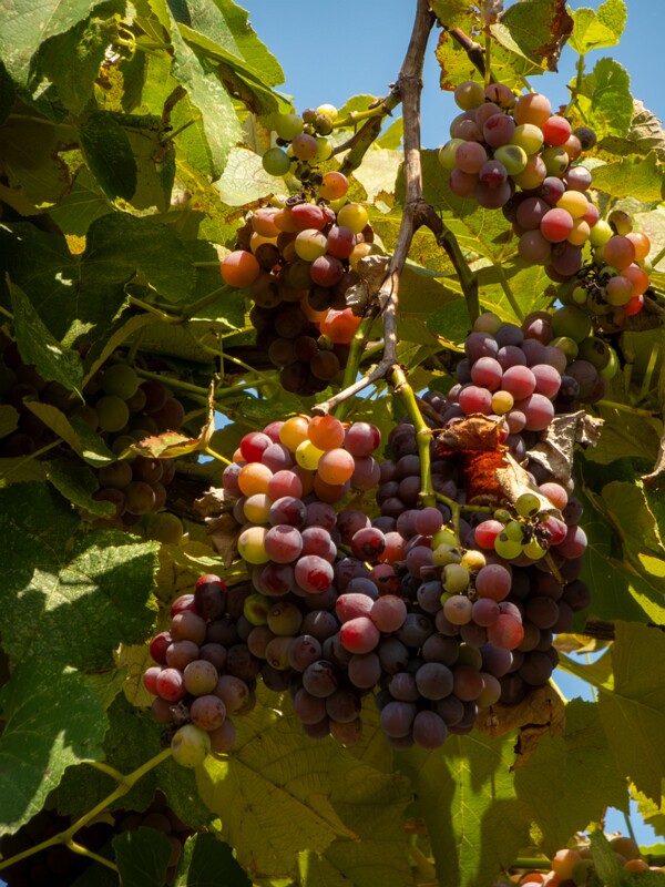 Vitis × labruscana  2025-08-20 1-10