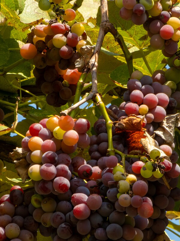 Vitis × labruscana  2025-08-20 1-11
