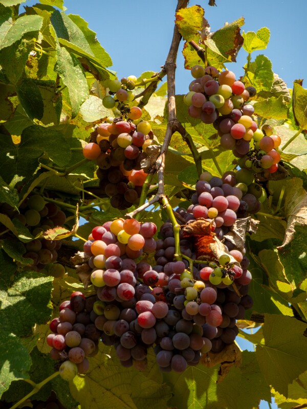 Vitis × labruscana  2025-08-20 1-12