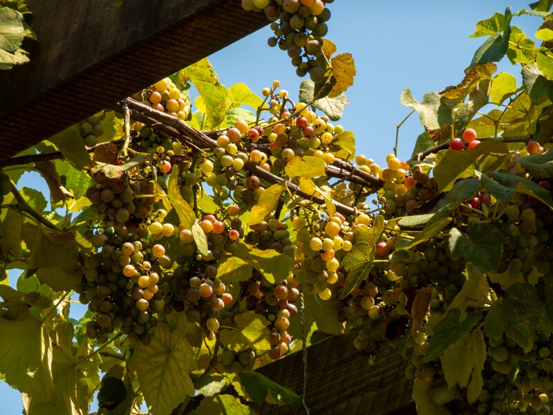 Vitis × labruscana  2025-08-20 1-2