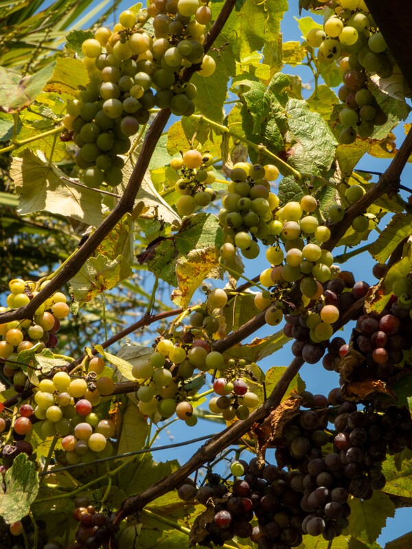 Vitis × labruscana  2025-08-20 1-3