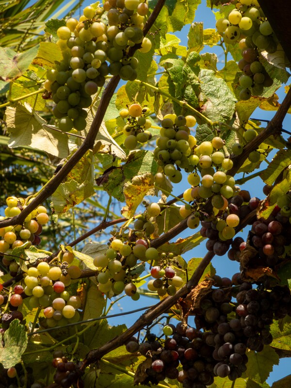 Vitis × labruscana  2025-08-20 1-4