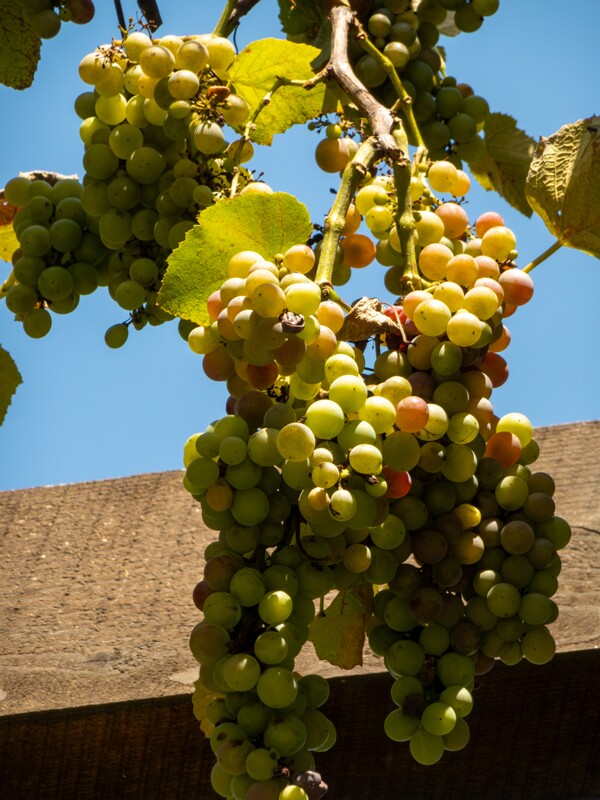 Vitis × labruscana  2025-08-20 1-5