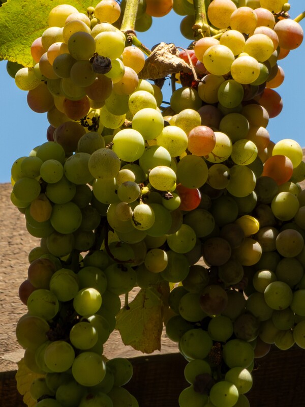Vitis × labruscana  2025-08-20 1-6