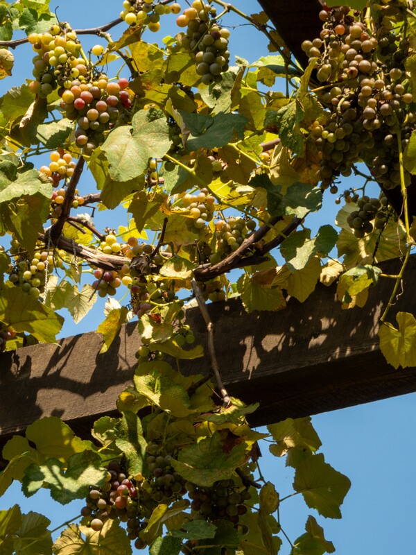 Vitis × labruscana  2025-08-20 1-7