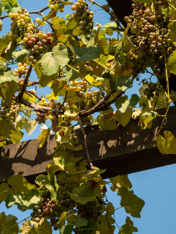 Vitis × labruscana  2025-08-20 1-8