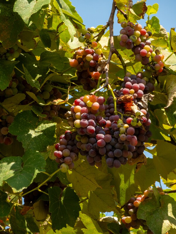 Vitis × labruscana  2025-08-20 1-9