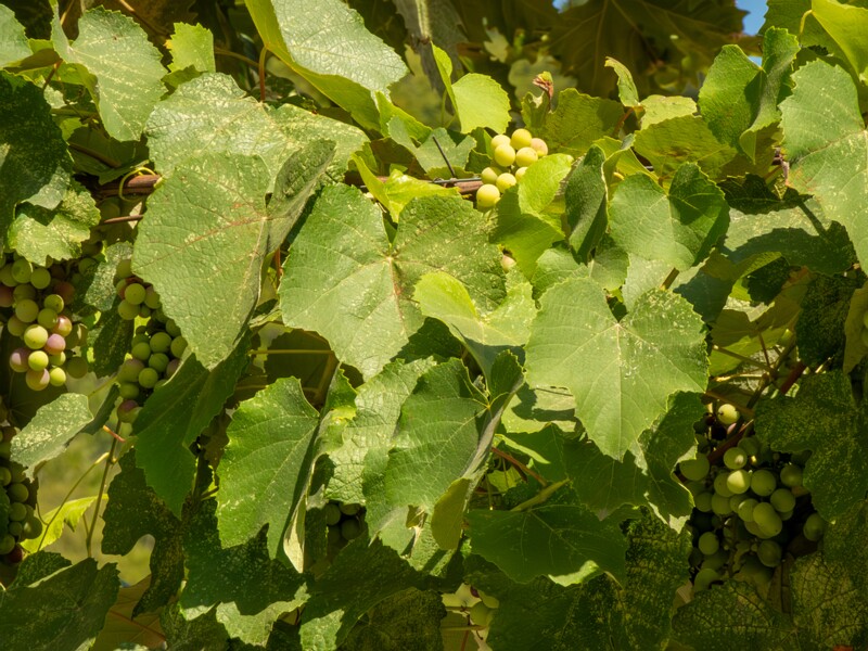 Vitis labrusca  2025-08-20 1-4