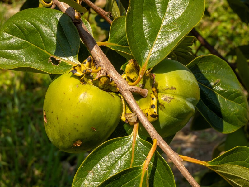lat. Diospyros kaki