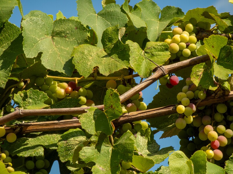 lat. Vitis labrusca