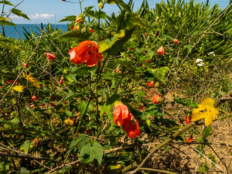 Abutilon pictum  2025-08-19 1-1