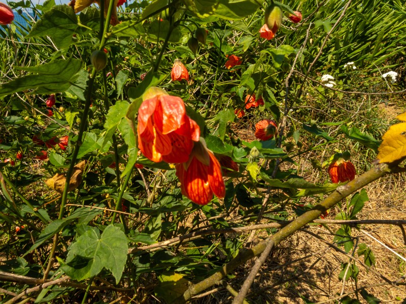 Abutilon pictum  2025-08-19 1-2
