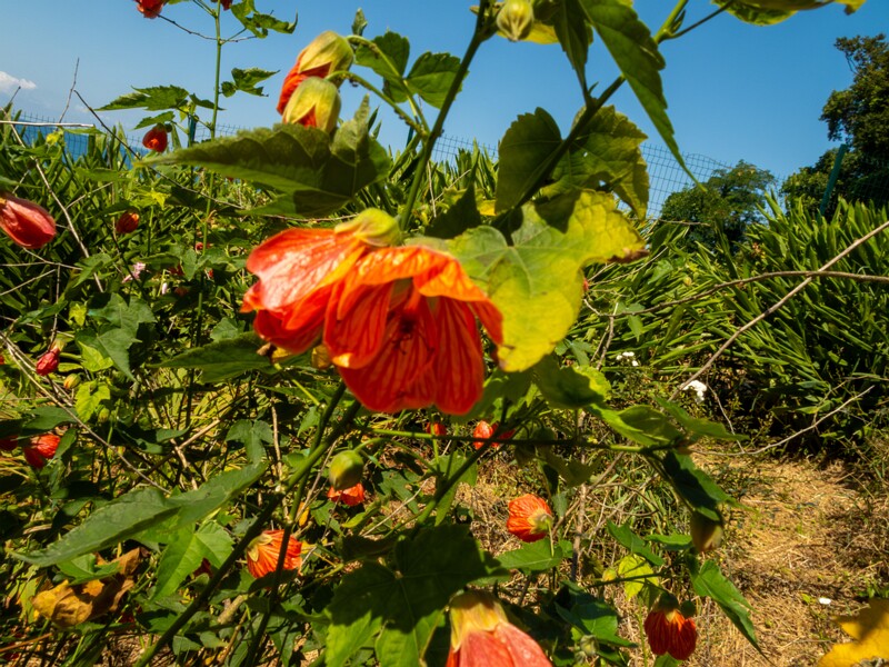 Abutilon pictum  2025-08-19 1-3