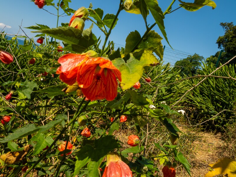 Abutilon pictum  2025-08-19 1-4