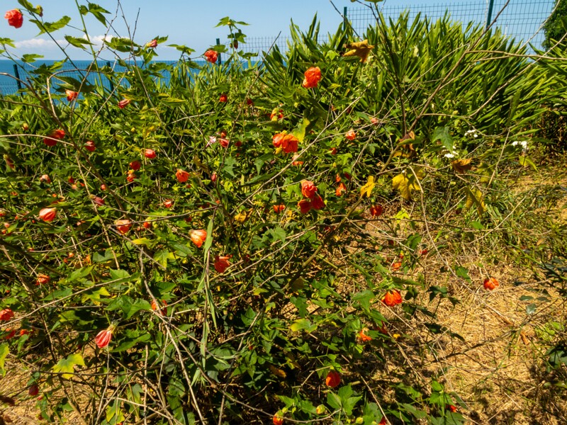 Abutilon pictum  2025-08-19 1-5