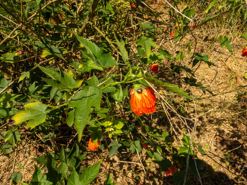 Abutilon pictum  2025-08-19 1-6
