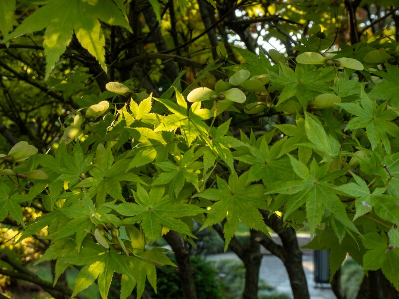 Acer palmatum  2025-08-18 1-1