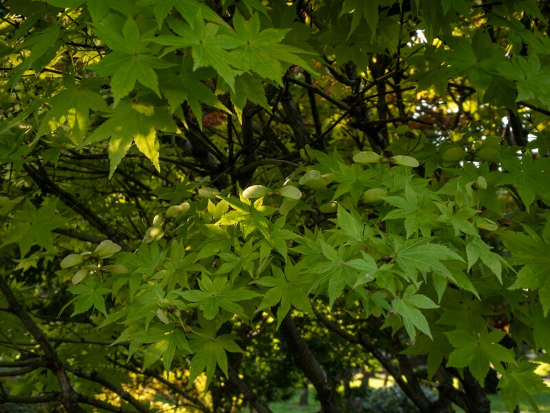 Acer palmatum  2025-08-18 1-2