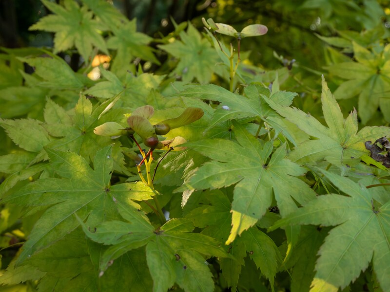 Acer palmatum  2025-08-18 1-3
