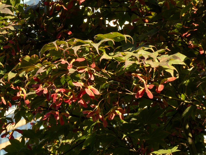 Acer palmatum  2025-08-18 1-4