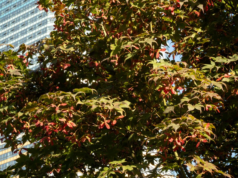 Acer palmatum  2025-08-18 1-5