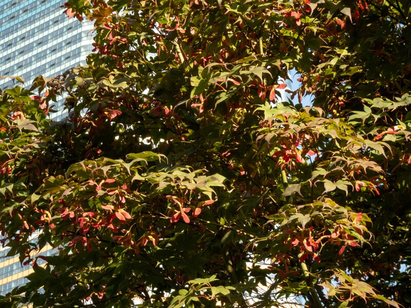 Acer palmatum  2025-08-18 1-6
