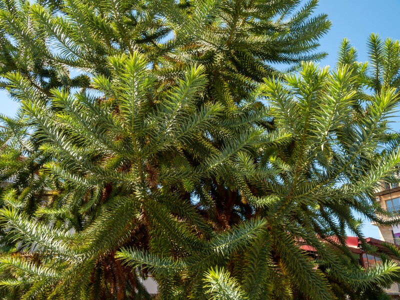 Araucaria araucana  2025-08-22 1-1