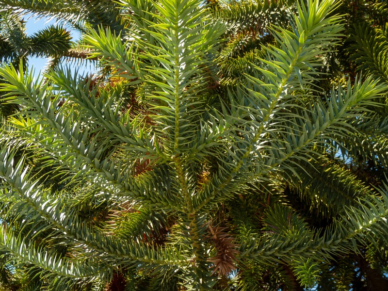 Araucaria araucana  2025-08-22 1-2