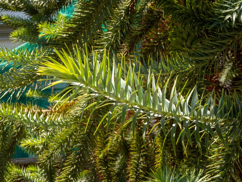 Araucaria araucana  2025-08-22 1-3