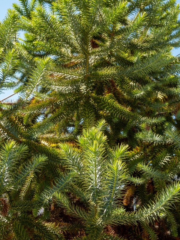 Araucaria araucana  2025-08-22 1-4