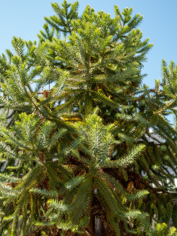 Araucaria araucana  2025-08-22 1-5