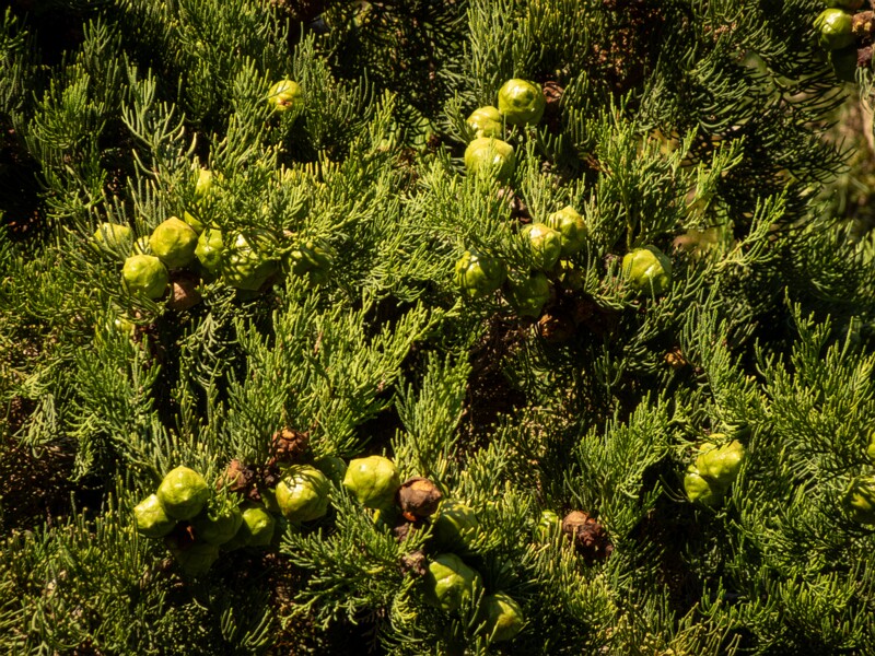 Cupressus sempervirens  2025-08-18 1-4