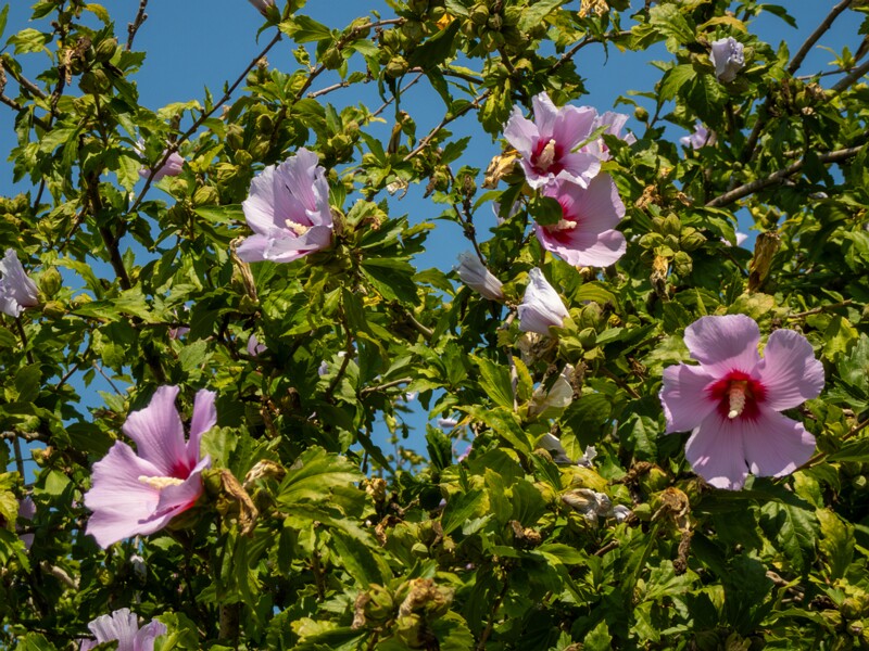 Hibiscus syriacus  2025-08-20 1-5