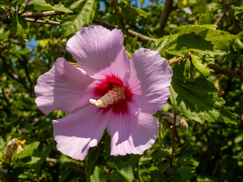 Hibiscus syriacus  2025-08-20 1-7