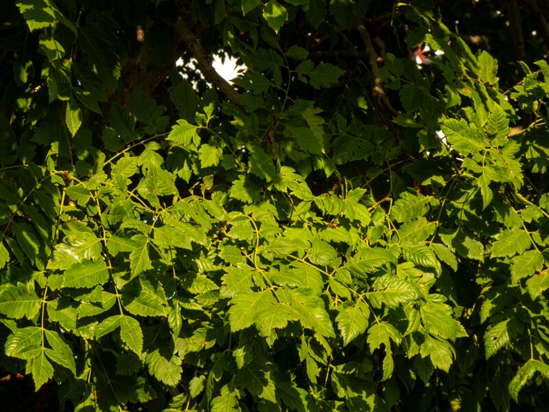 Koelreuteria paniculata  2025-08-21 1-1