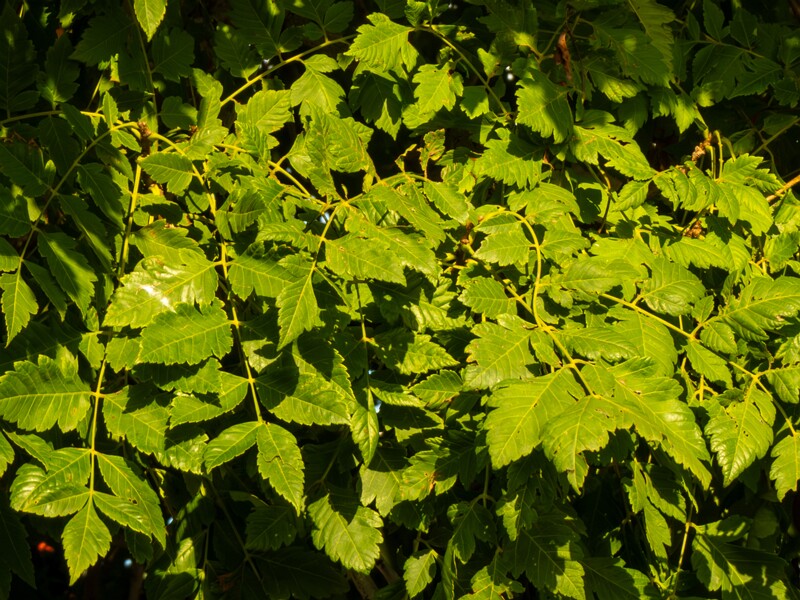 Koelreuteria paniculata  2025-08-21 1-2