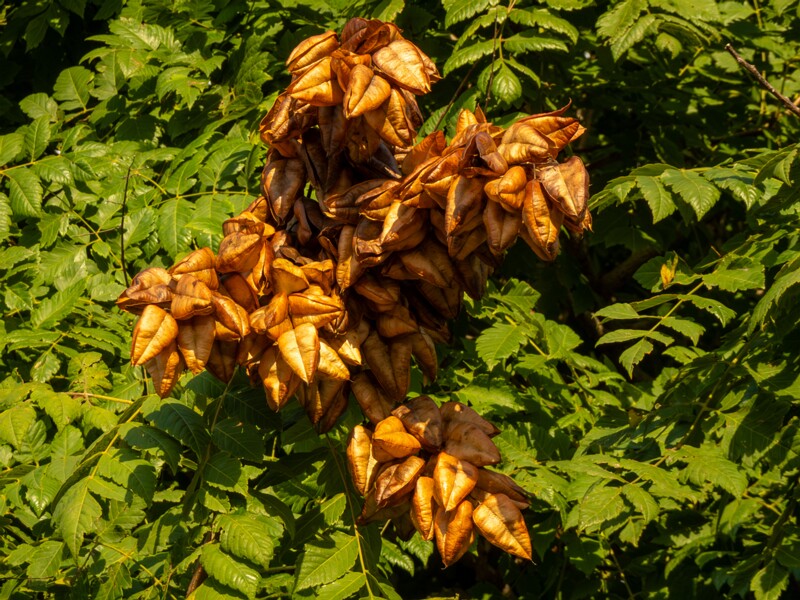 Koelreuteria paniculata  2025-08-21 1-3