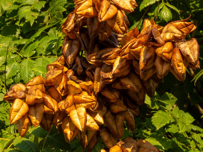 Koelreuteria paniculata  2025-08-21 1-4