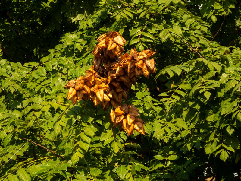 Koelreuteria paniculata  2025-08-21 1-5
