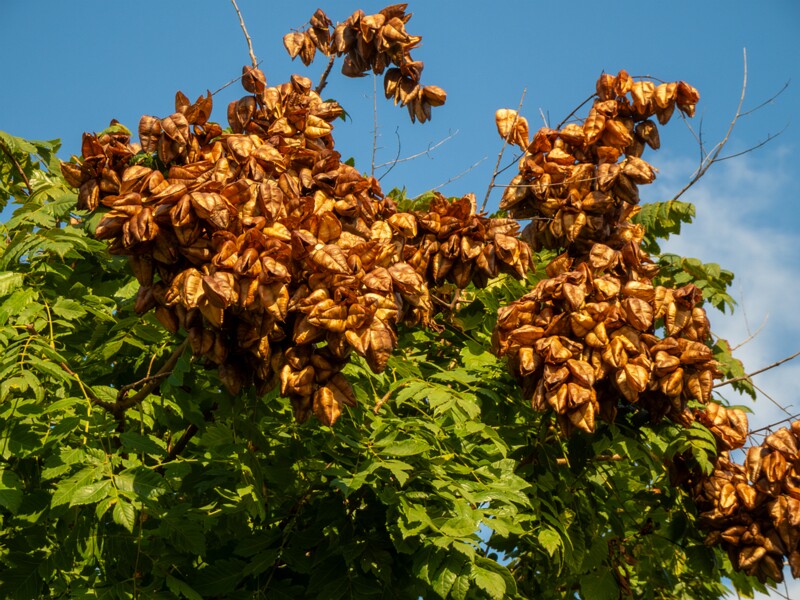 Koelreuteria paniculata  2025-08-21 1-6