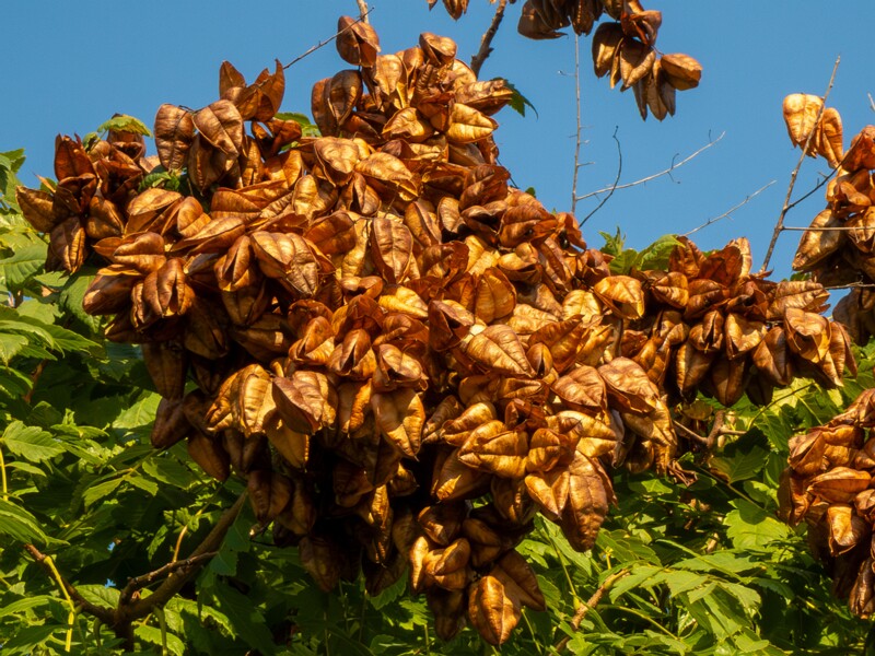 Koelreuteria paniculata  2025-08-21 1-7