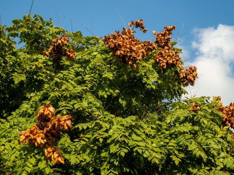 Koelreuteria paniculata  2025-08-21 1-8