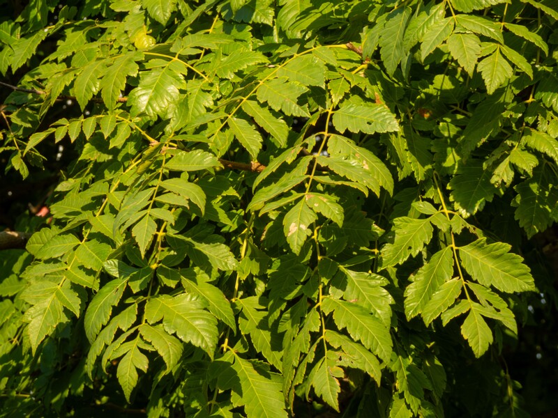 Koelreuteria paniculata  2025-08-21 1-9