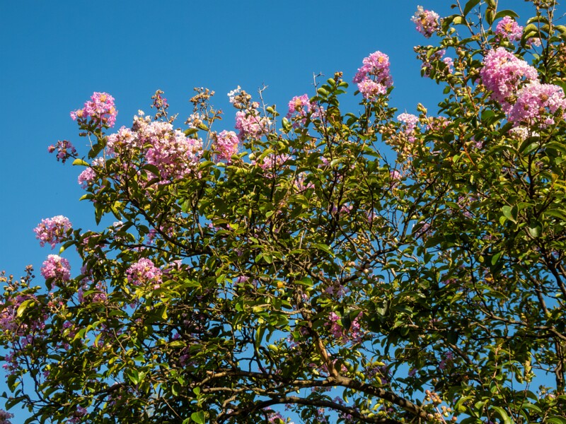 Lagerstroemia indica  2025-08-18 1-1